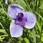 Detailed painting of blue iris flower with yellow and purple accents