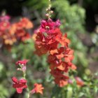 Vibrant pink snapdragons on soft green backdrop