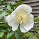 Large White Peony Mural on Gray Corrugated Background