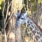 Group of Four Giraffes with Unique Skin Patterns in Forest Setting