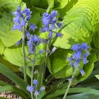 Colorful garden illustration with blue delphinium flowers and lush green foliage