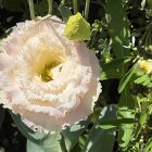 Pristine white ranunculus flower with delicate layered petals surrounded by green buds and foliage