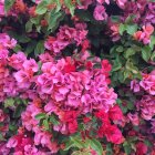 Intricate Arrangement of Pink Flowers and Green Leaves