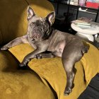 Regal French Bulldog on Golden Throne with Crown and Rose