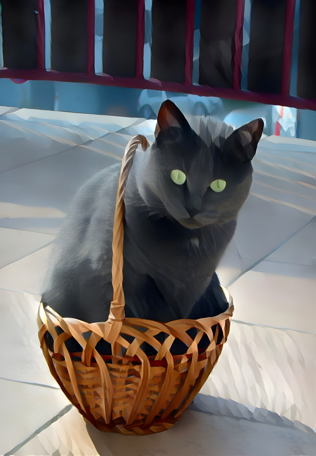 Cat in a basket