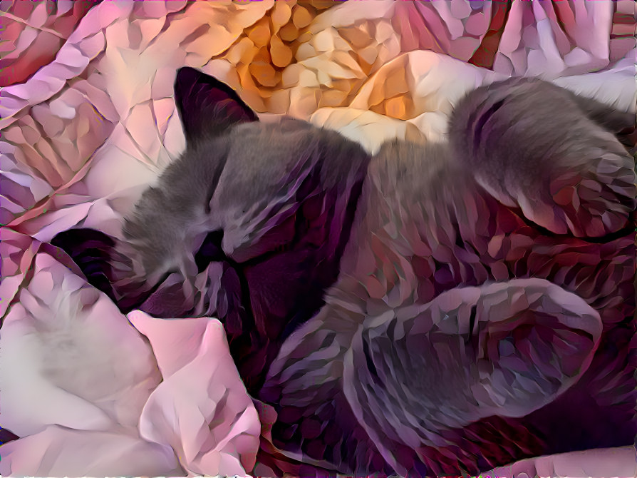 Sleeping Cat