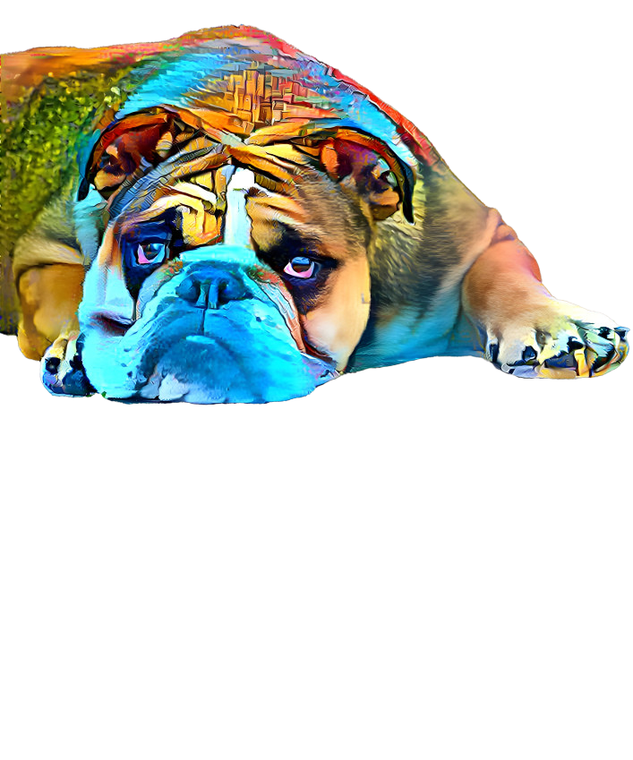 Gimme Love (bulldog)