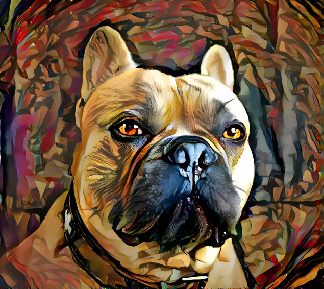 French bulldog, handsome faithful friend