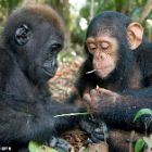 Chimpanzees with painting tools creating art on canvas