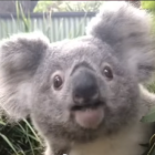 Illustrated Koala with Forehead Pattern in Lush Foliage