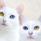 White Cats with Heterochromia in Watercolor Portrait