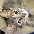 Grey Cat with Striking Yellow Eyes and Prominent Whiskers in Close-Up