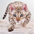 Blue-eyed cat splashed with water and frozen droplets portrait.