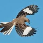 Colorful Stylized Bird Illustration in Flight with Tiny Bird on Blue Background