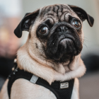 Pug portrait with expressive eyes and black harness on abstract warm-toned background