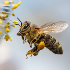 Detailed Illustration of Bee in Mid-Flight with Compound Eyes and Translucent Wings