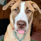 Vibrant dog portrait with wide eyes and polka-dot ears