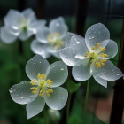 Transparent flowers with water droplets on blurred green background