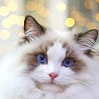 Colorful Artwork of White Cat with Blue Eyes and Yellow Strokes