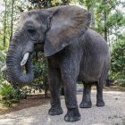 Vibrant adult and calf elephants with colorful patterns in forest scene