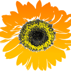 Colorful Sunflower Painting with Orange Petals on White Background