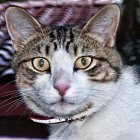 Detailed cat illustration with blue eyes, fur in white, tan, and black, wearing a pearl necklace