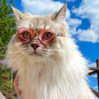 Fluffy White Cat with Glitter Sunglasses Outdoors