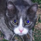 Fluffy Gray and White Cat with Blue Eyes on Textured Fabric