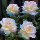 Multicolored roses with soft glow on dark, textured background