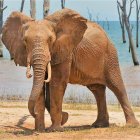 Colorful Butterfly-Winged Elephant in Savanna Landscape