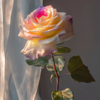 Soft pink and cream rose in warm light against shadowy backdrop.