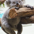 Vibrant Koala Illustration Clinging to Tree Branch