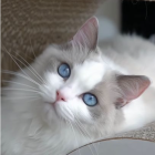 White cats with brown spots and blue eyes in dreamlike digital painting