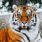 Striped Tiger Close-Up with Blue Eyes on Snowy Background