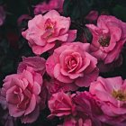 Detailed Painting of Vibrant Pink Roses and Green Leaves