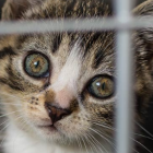 Tabby kitten with wide eyes peering through cage bars