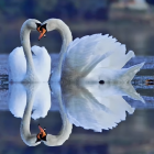 White swans create heart shape in serene blue water scene