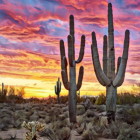 Vibrant sunset with colorful cacti illustration