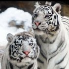 Majestic lions with golden headpieces under a cloudy sky