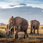 Elephants walking in savanna with Mount Kilimanjaro in background