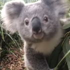 Adult koala and joey in eucalyptus tree habitat