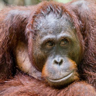 Colorful orangutan with blue eyes on green background