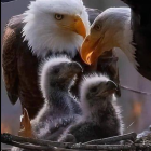 Adult bald eagles and chicks in nest with autumnal background.