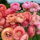 Pink and Peach Roses Bouquet on Blurred Forest Background