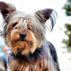 Detailed Yorkshire Terrier painting with expressive eyes on soft abstract backdrop