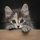 Fluffy striped kitten with green eyes resting on wooden surface