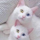 White Cats with Blue Eyes and Orange Markings Cuddling on Geometric Background