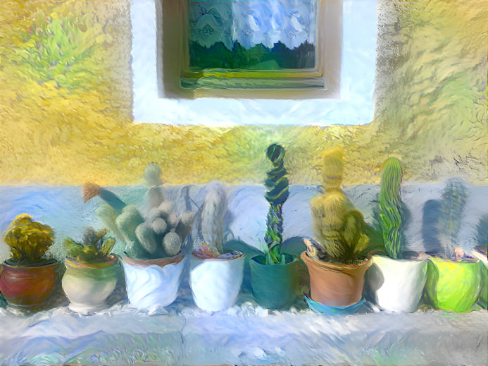 Cacti collection