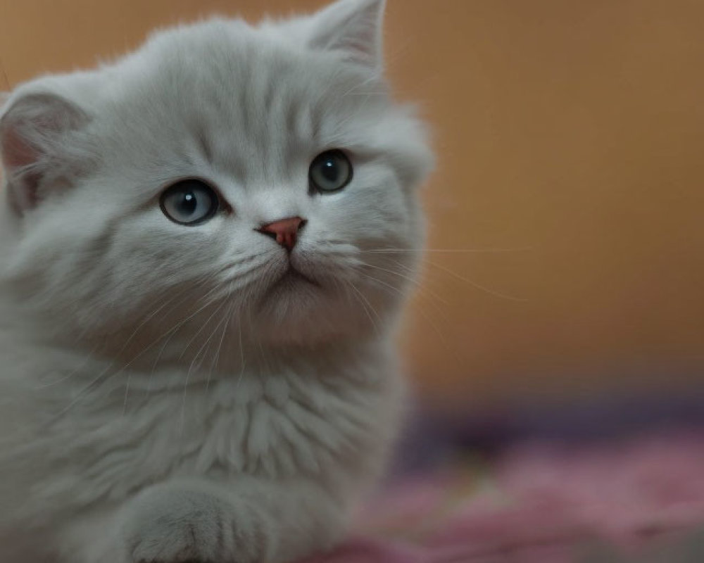 Fluffy white kitten with blue eyes and pink nose in soft background