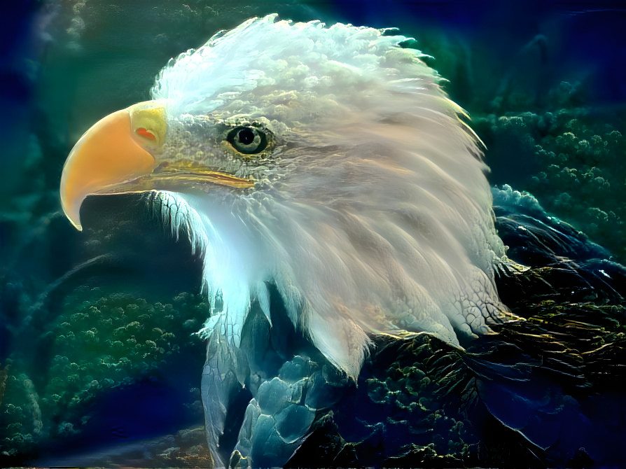 American bald eagle